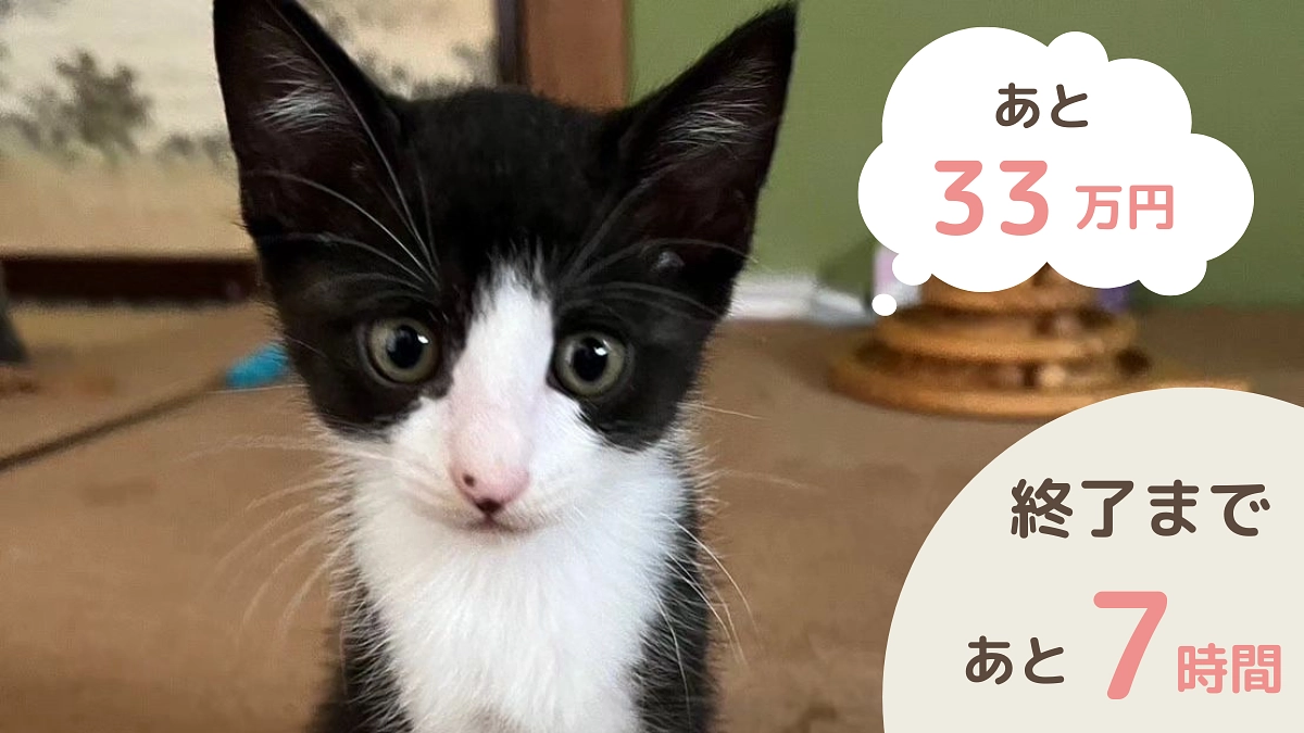 あと7時間で終了！33万3千円で達成です！