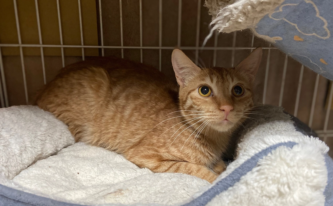 シナモン治れ！¥500