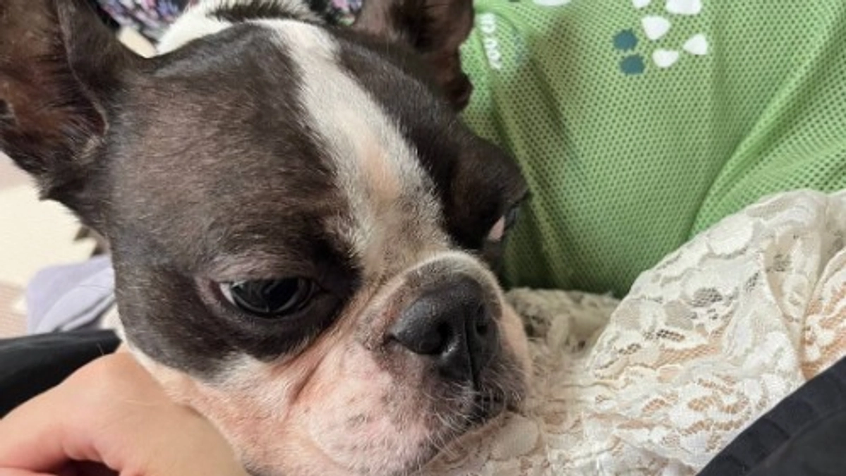 【里親さんからの応援メッセージ】シニアドッグサポーターで迎えた保護犬ルナが、家族の生活を激変させた