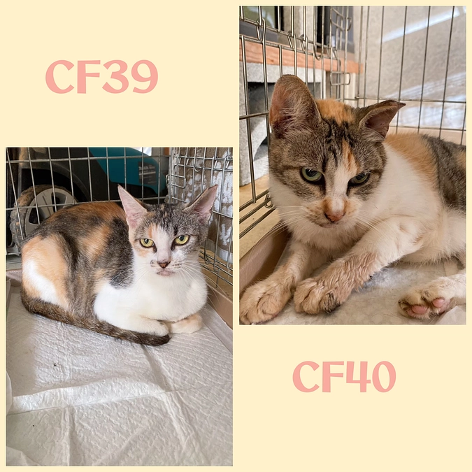 CF３９～４２までTNR終了しました