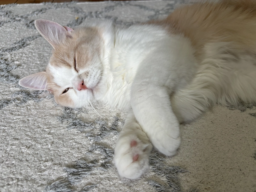 おはようございます。投薬41日目になりました。