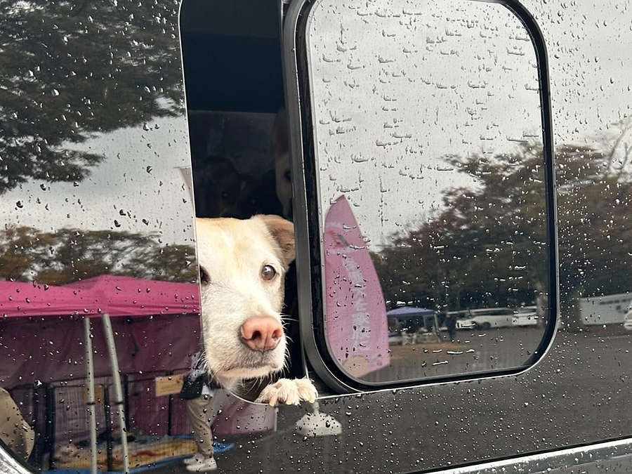 わんにゃんマルシェをやりました。