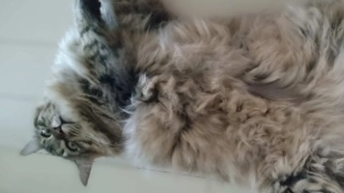 らいくんのきょうだい