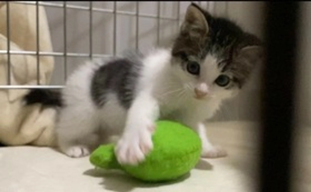 つくねの治療費 1