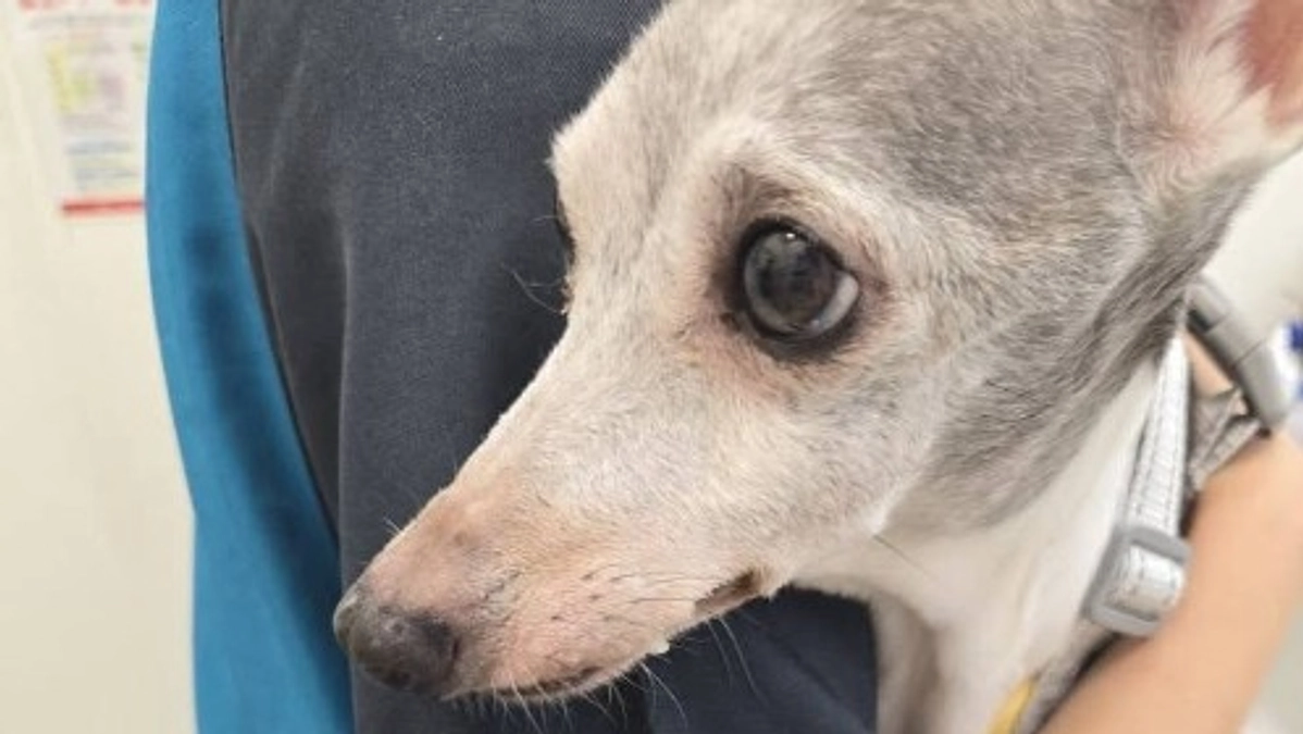 イタグレの保護犬、新たな名は「セラン」。病気だらけでこれから治療の日々が始まります