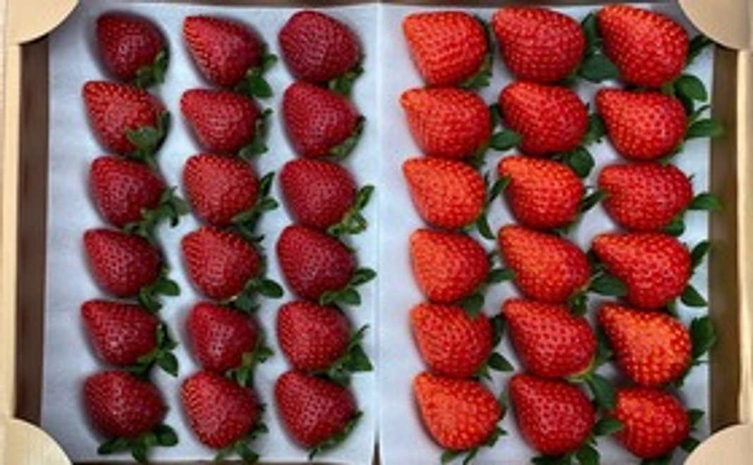 【黒いちご】真紅の美鈴と旬のいちご食べ比べセット(中サイズ)