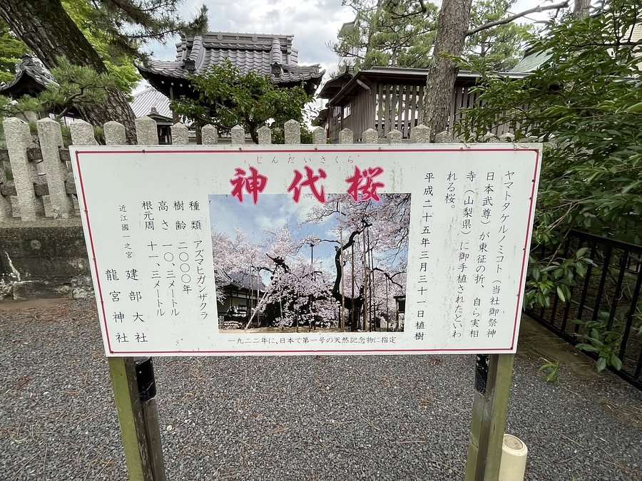 日本武尊の桜