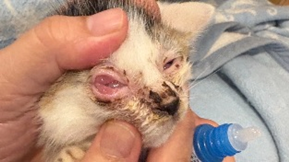 先日保護した子猫‼️目の治療頑張っています