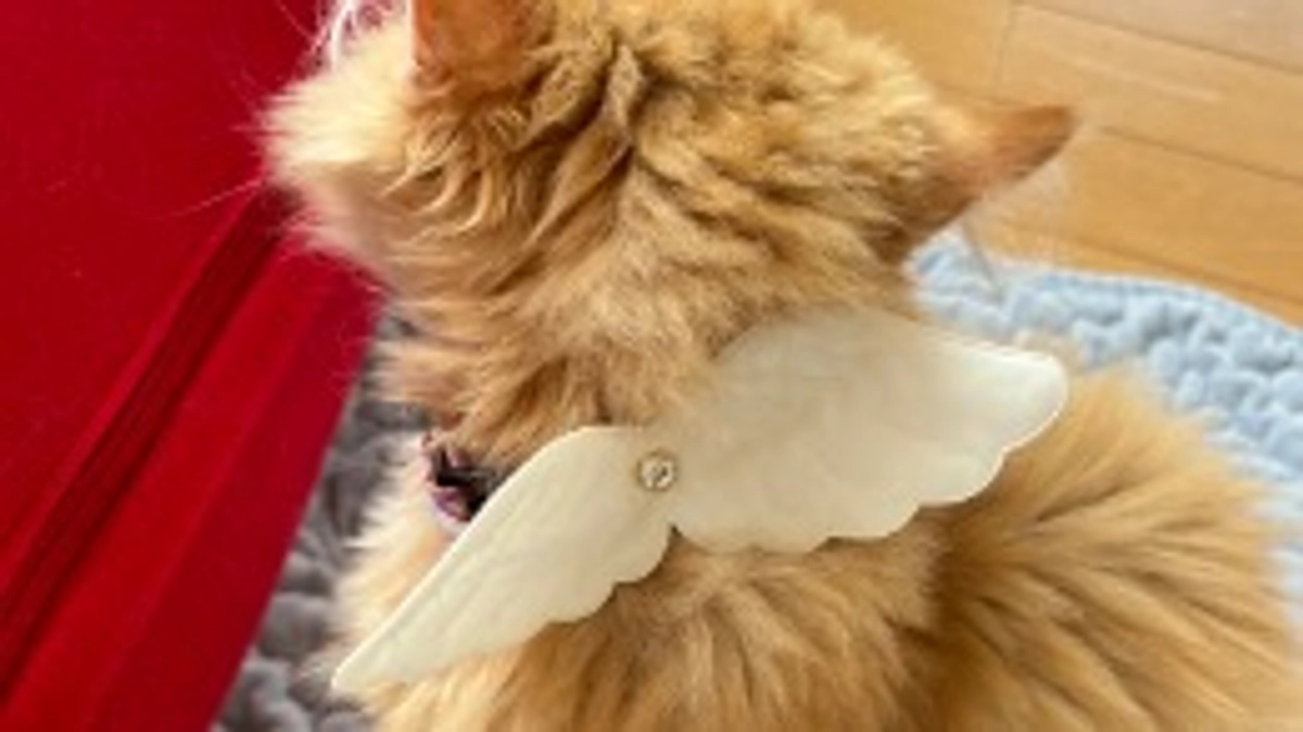 ありがとうございます！