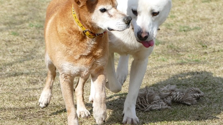 ドッグランを改修して、飼い主のいない犬の生活に幸せを！