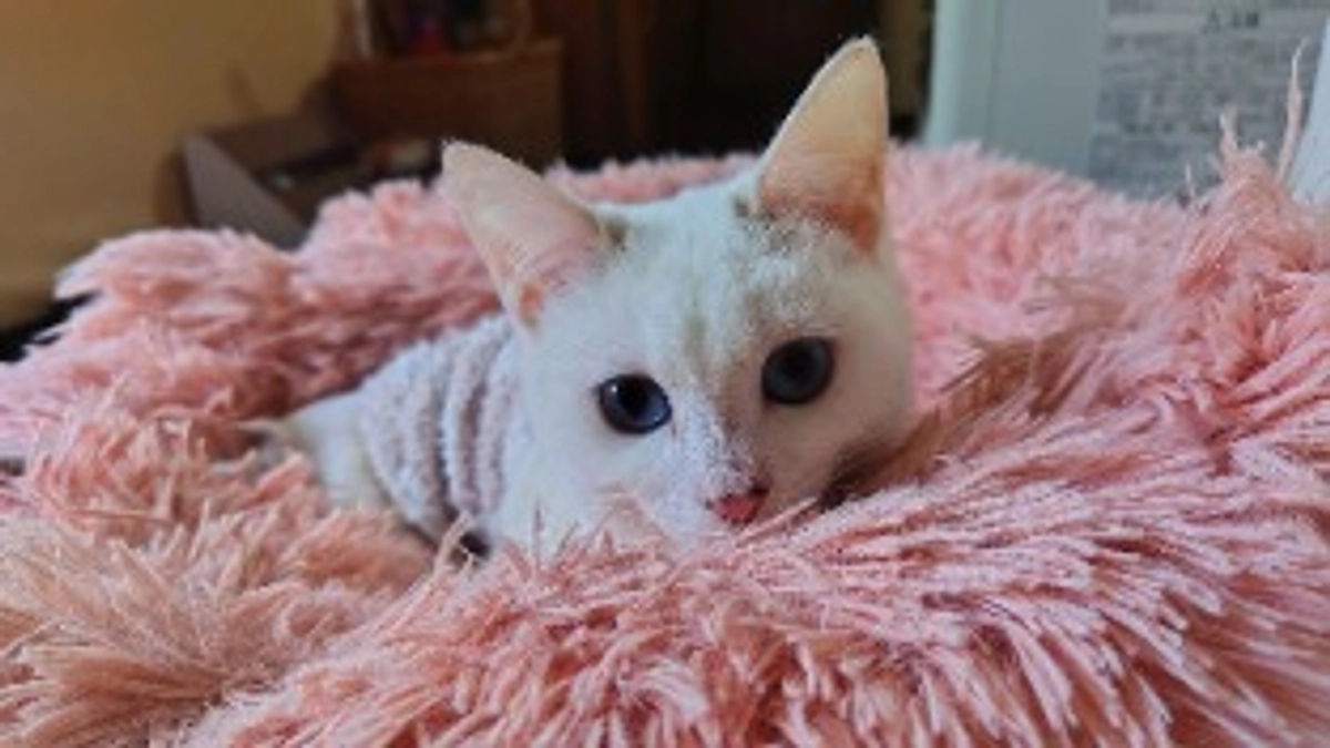 ベッドをいただきました！