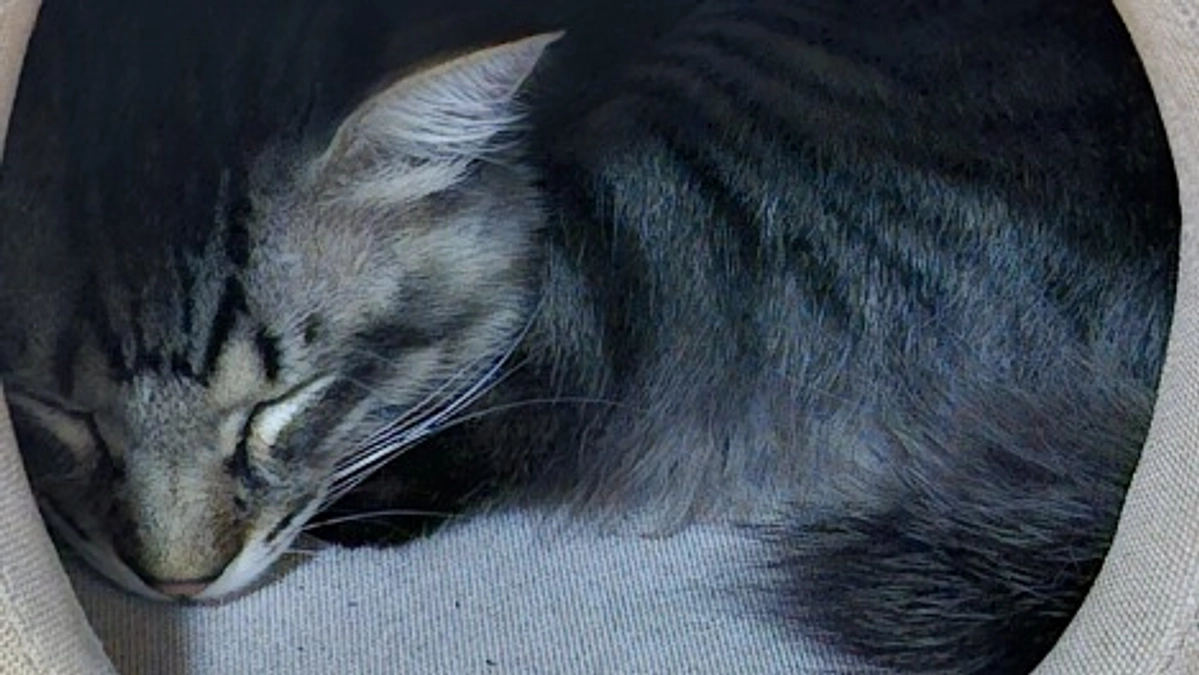 プロジェクト期限まで、あと5日！