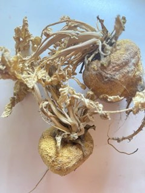 枯れちゃうんですよ