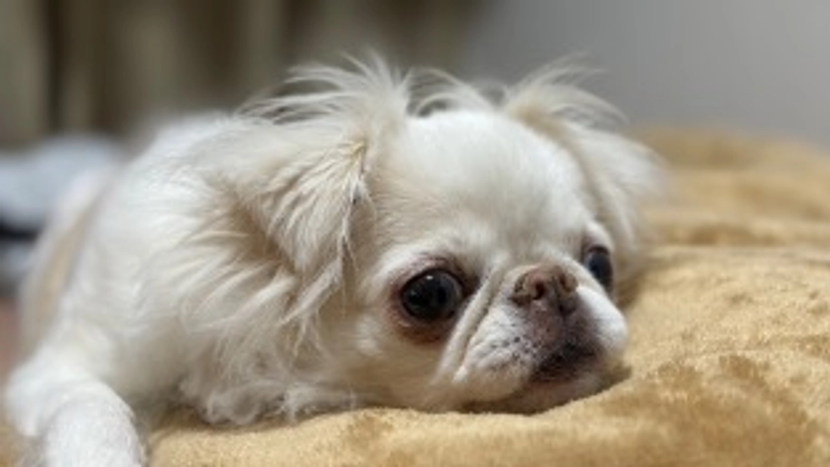 残り16日🐶‼️