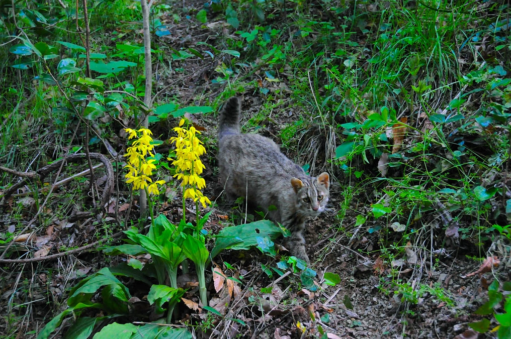 事務局より守る会の今後について。