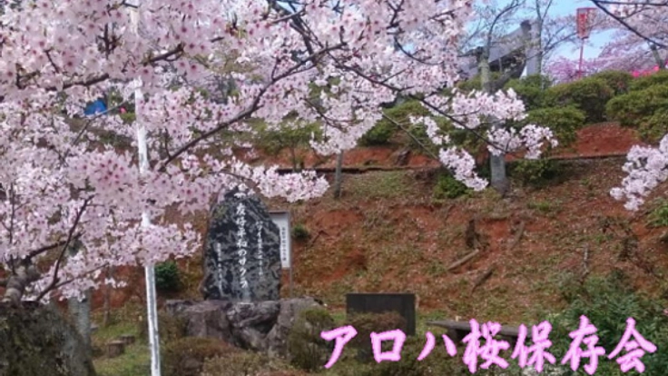 ハワイ日系二世兵士達の想いを継ぐ。アロハ桜を舞鶴で植樹したい