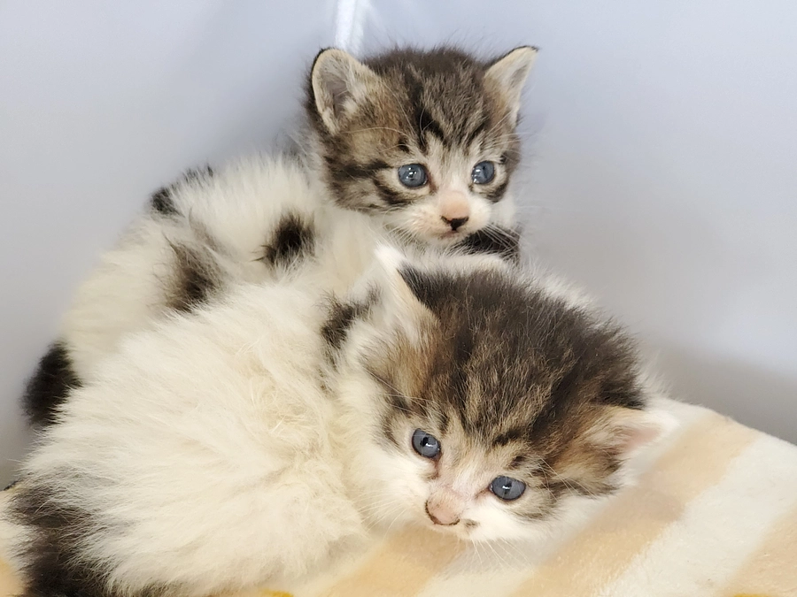 昨日より、クラウドファンディングをスタートしました！