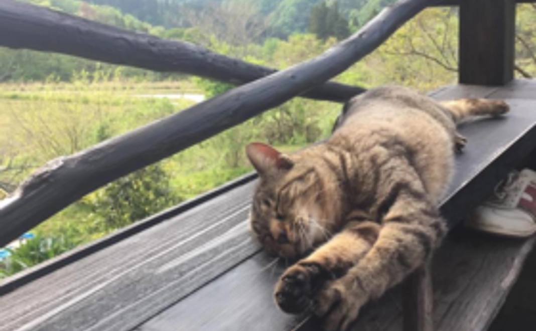 シンプル応援コース