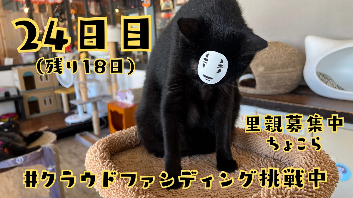 24日目。猫のシフト制！？