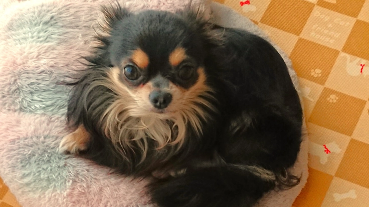 『憎帽弁閉鎖不全症』から小さな命を救うためのご支援をお願いします。