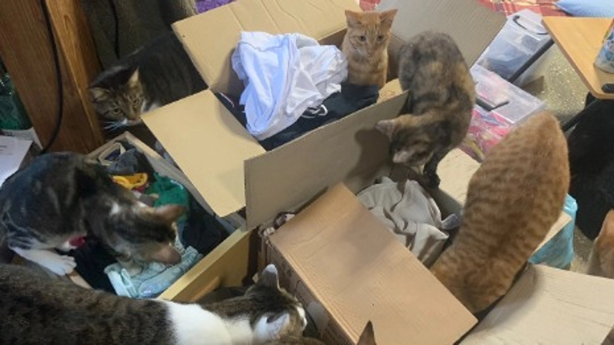 引っ越し邪魔するマン