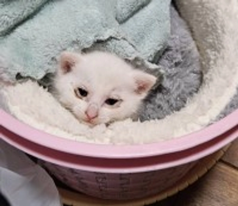 預かり保護猫　白玉ちゃん