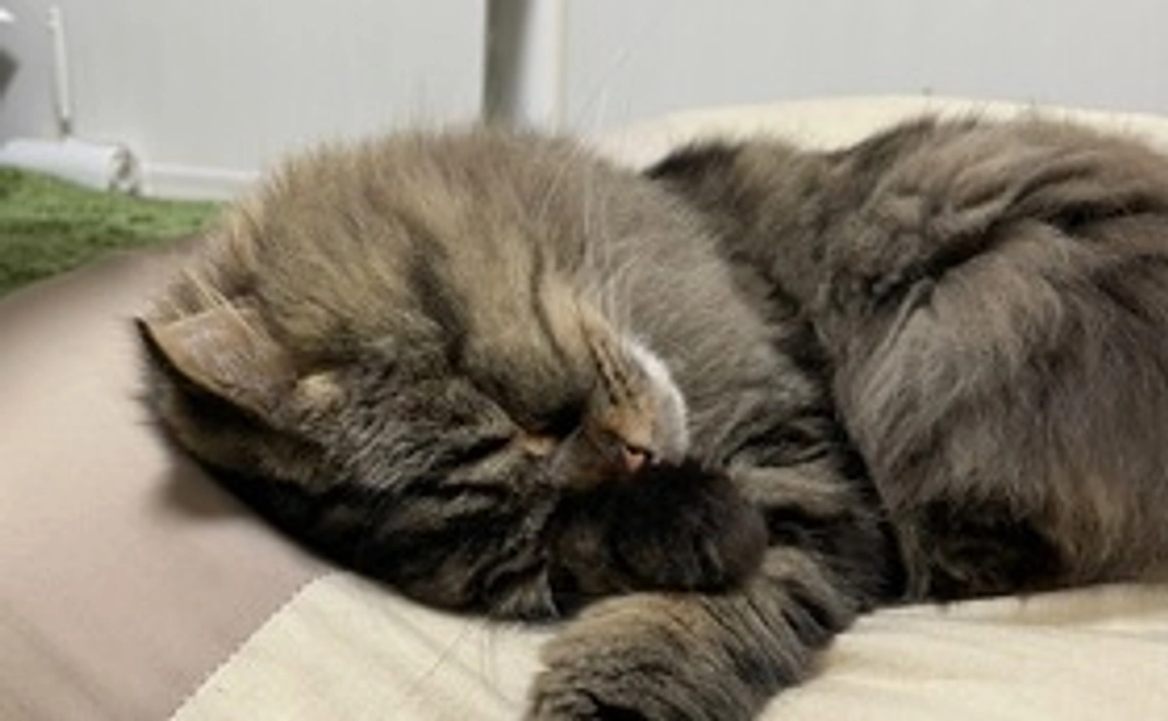 感謝のメール 1,000円