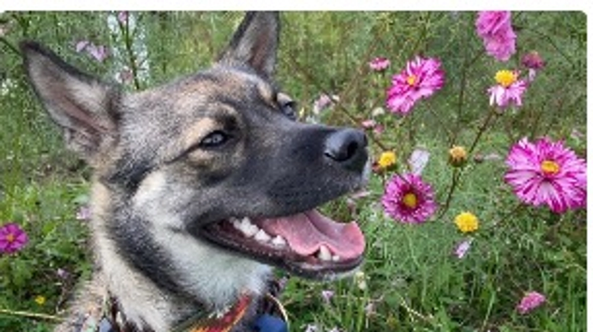 里親様よりの応援メッセージです。