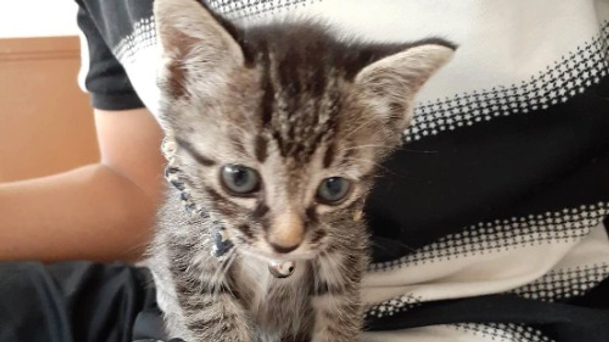 手術費用について