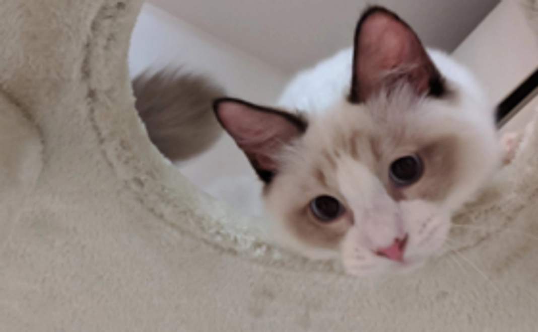 心を込めたお礼のメール、画像2点