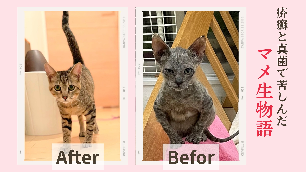 地球外生物の様だったマメ生、男前にゃんこに成長しました。【300万円の壁がなかなか超えられません】