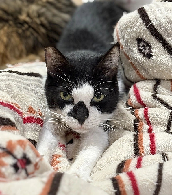 ポンチョとピンチョ