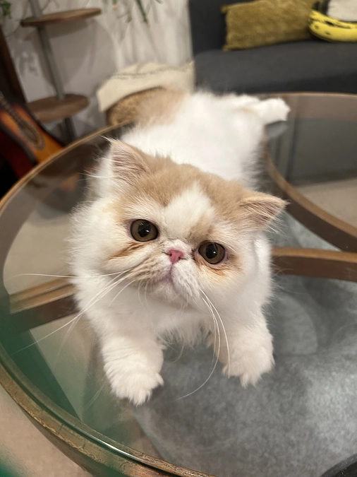 後1時間しか無いですが諦めたく無いです！コハクを一緒に助けてください!