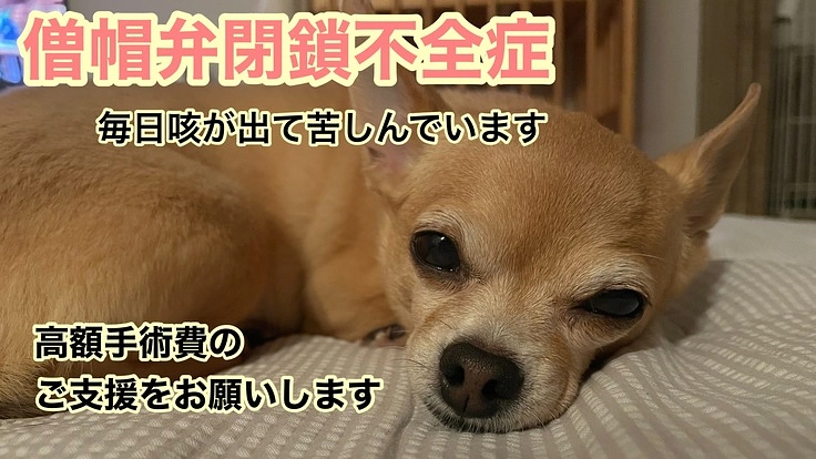 【僧帽弁閉鎖不全症】ロメオ(♀12歳)の手術費ご支援のお願い。