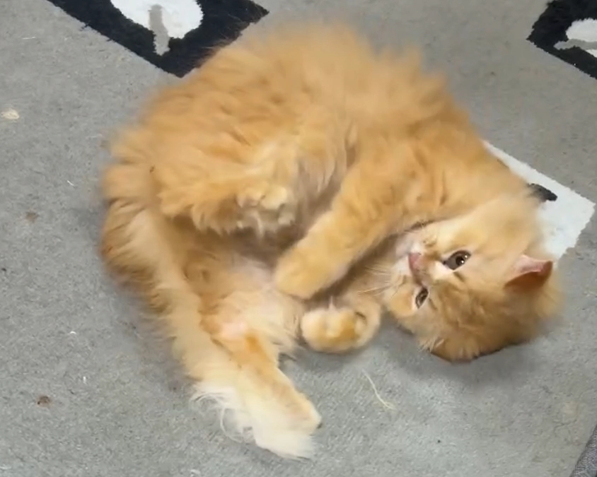 ハルくん  頑張りました