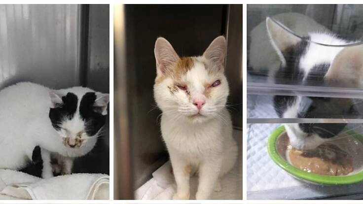 東京都猫多頭崩壊レスキューのご支援のお願い