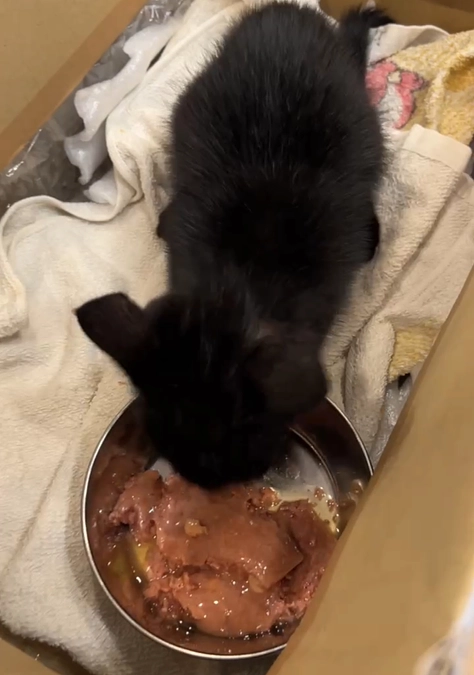 子猫の緊急保護がありました！