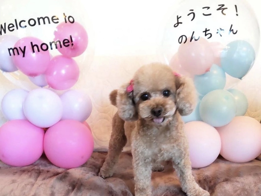 ご家族に囲まれるぬくもり　卒業犬の様子から