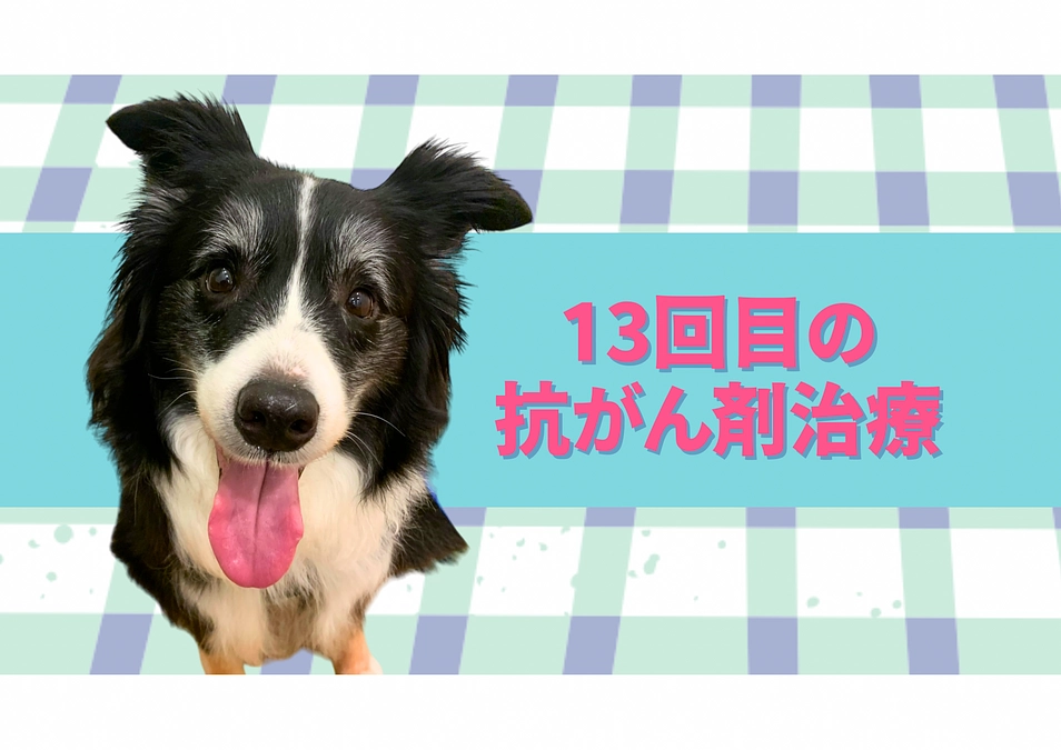 13回目の抗がん剤治療の日