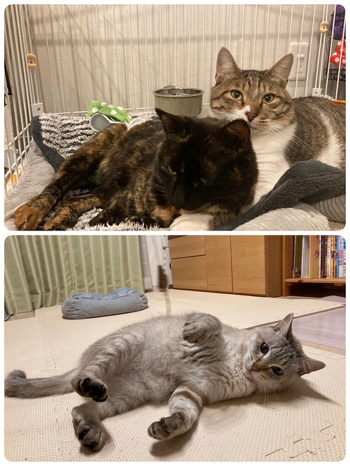 【つくし君】と【ふうま君】の投薬