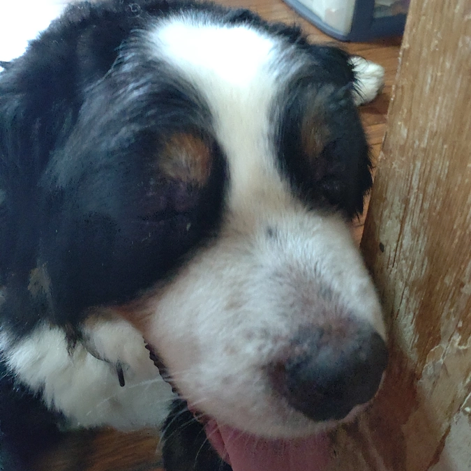 キングたんの様子………