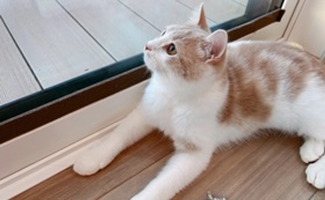 まろ応援1,000円(リターン不要）