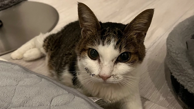 難病「PSS/マルチプルシャント」のにゃんこ先生に幸せな余生を