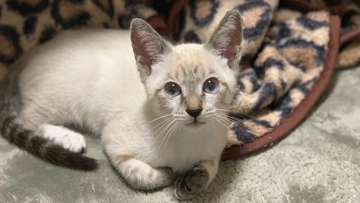 難病「門脈シャント」と診断された愛猫ソイを助けてください！