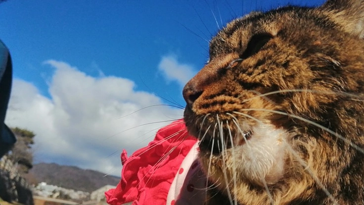 扁平上皮癌で放射線治療をしてあげたい!!ララにご支援をお願いします