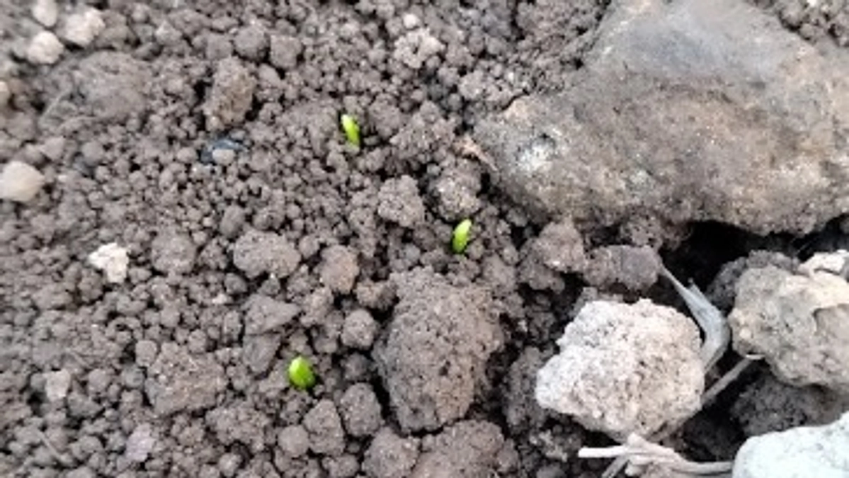 ネギを植えました！　～その３　芽が出た！～