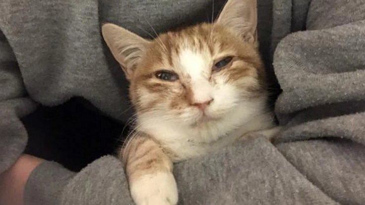 猫伝染性腹膜炎(FIP)の治療費をご支援お願いします!!