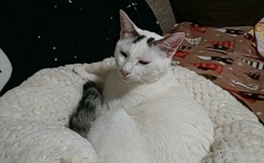 大くん応援コース1