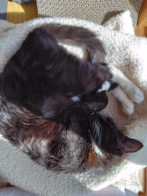 1/26はなちゃんの様子(発作あり)