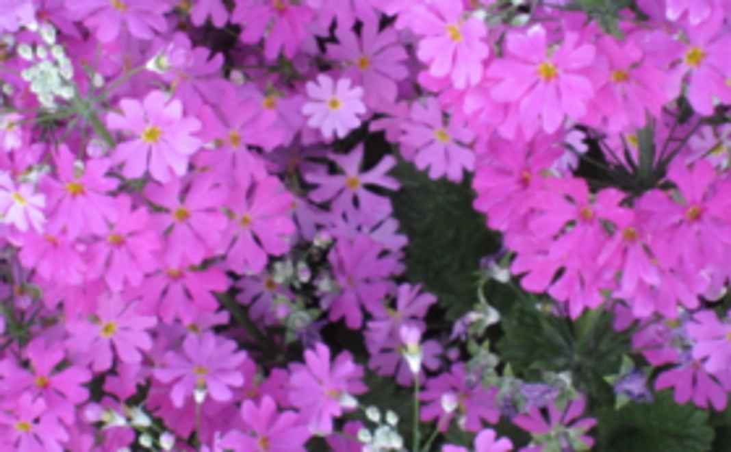 全力応援コース